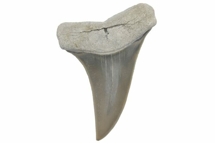 Fossil Mako Tooth - Lee Creek (Aurora), NC #220144